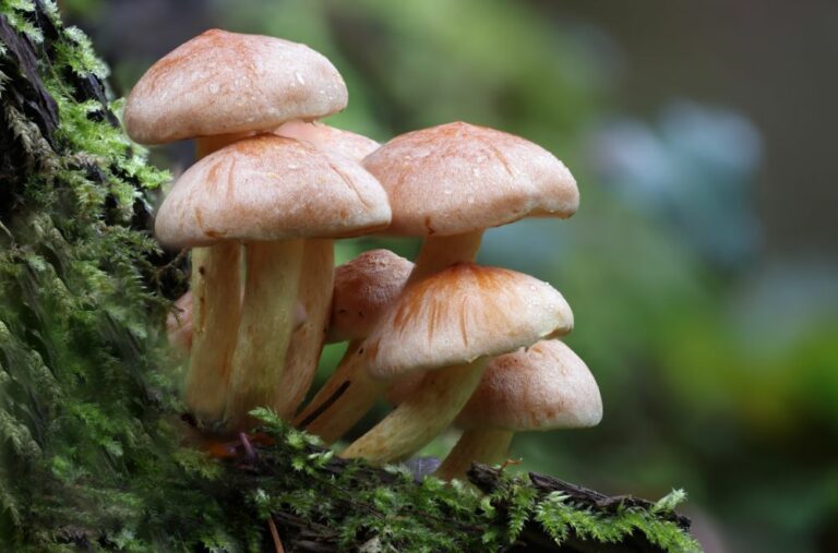 12 Spiritual Meanings of Mushroom (Symbolism)