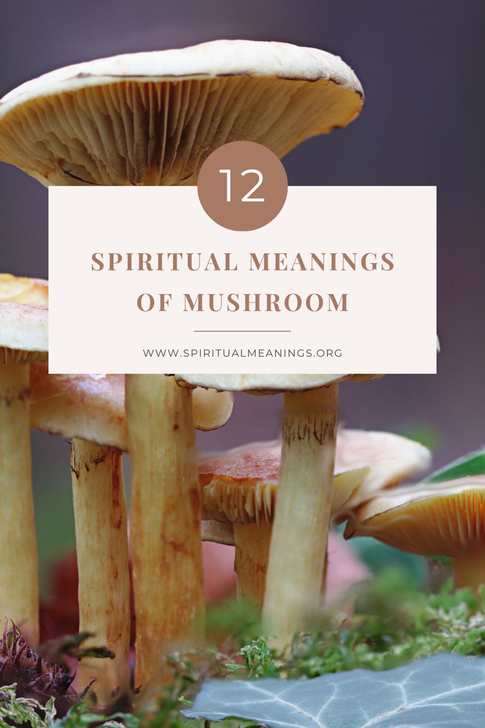 12 Spiritual Meanings of Mushroom pin