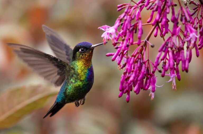15 Spiritual Meaning of Hummingbird (Symbolism)