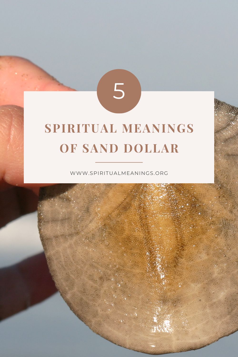 5 Spiritual Meanings of Sand Dollar pin