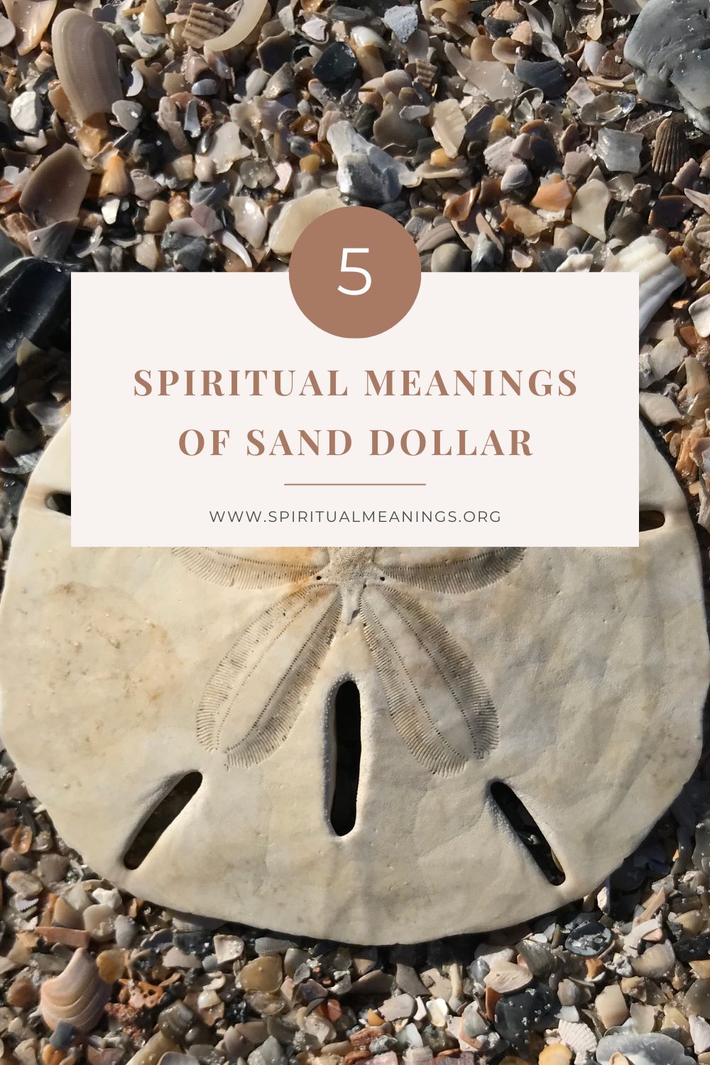5 Spiritual Meanings of Sand Dollar pin
