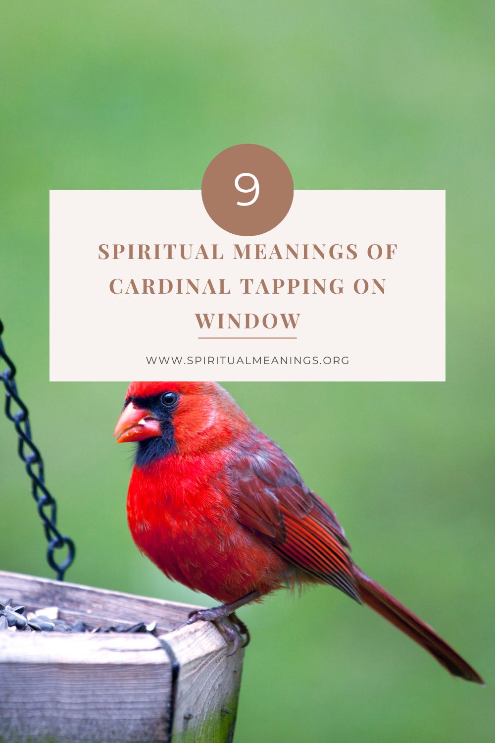 9 Spiritual Meanings of Cardinal Tapping on Window pin