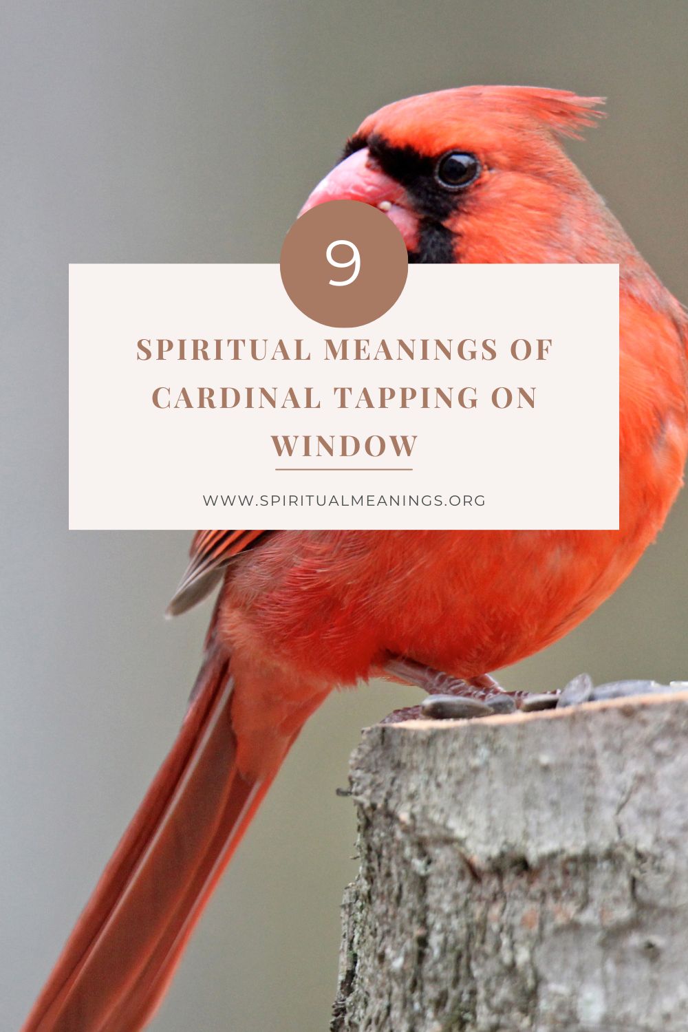 9 Spiritual Meanings of Cardinal Tapping on Window pin