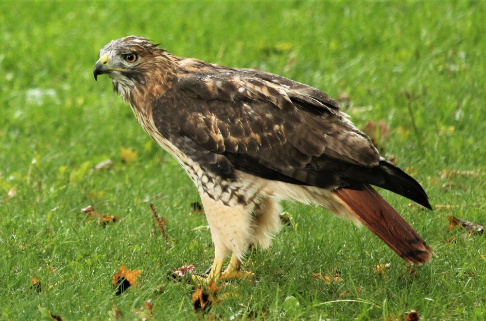 Poop from a hawk – be more decisive or assertive